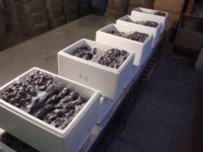 野生菌冷庫設(shè)計(jì)